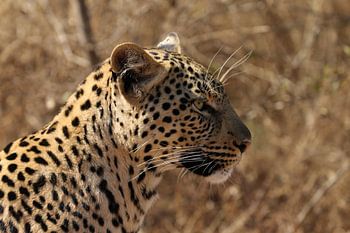 Leopard South Africa