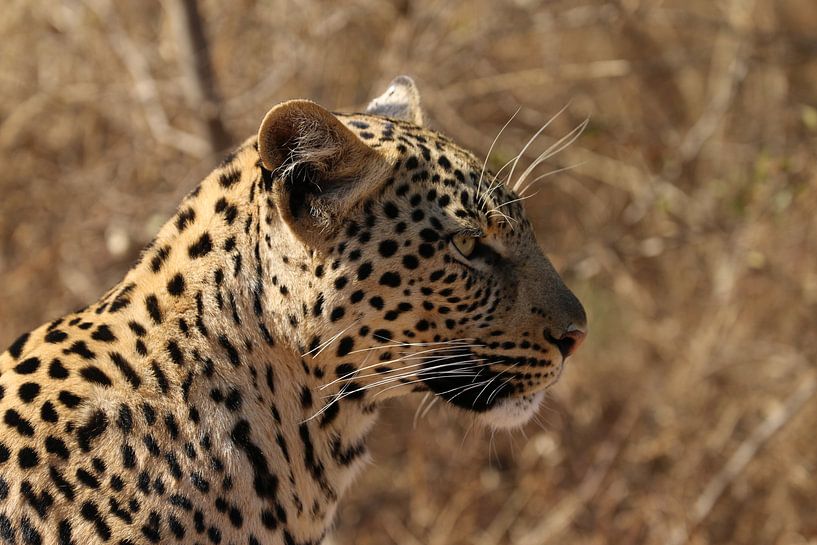 Leopard Südafrika von Ralph van Leuveren