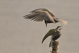 Black Tern by Rinnie Wijnstra (FotoAmeland )