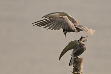 Trauerseeschwalbe von Rinnie Wijnstra