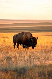 Bison dans la prairie sur Poster Art Shop