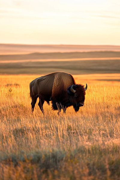 Bison on the prairie by Poster Art Shop