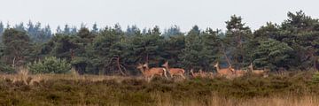 Edelherten op de heide bij Uddel van Evert Jan Kip