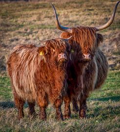 Schottischer Highlander mit Kalb von By Marjolein Design