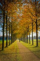 Morning walk