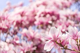 Magnolia Blossoms against Spring Sky by Patrick Kilb