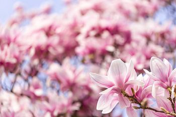 Magnolienblüte im Frühlingshimmel