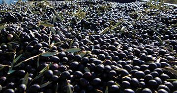 Zwarte olijven in de zon