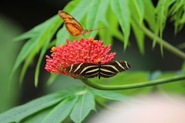 vlinder by Claas-Jan Jager