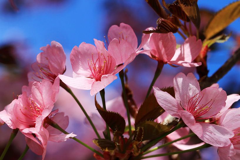 Beautiful fruit trees in the spring by Jolanta Mayerberg