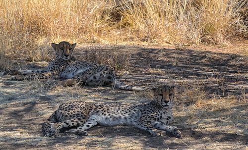 Two cheetahs lying in the shade by Rietje Bulthuis