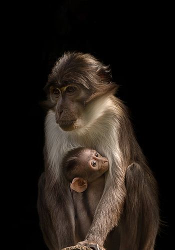 Witkruin Manga Bey met jong