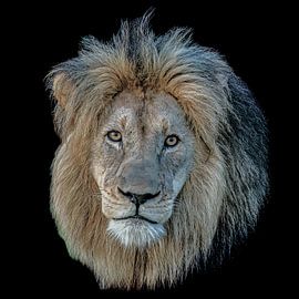 le Lion