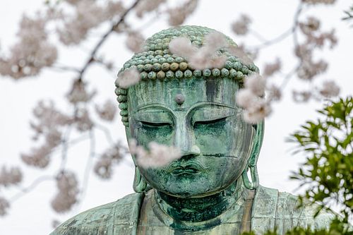 Boeddha van Kamakura met kersenbloesem