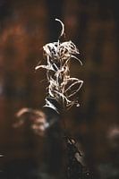 Style my Home series by Liberty Ragazza Biesma