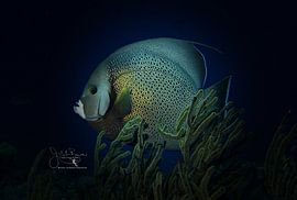 Grijze zee-egelvis, Bonaire van Joseph M. Bowen Photography