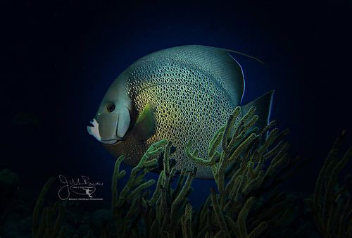 Grijze zee-egelvis, Bonaire