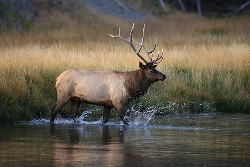 Eland, Wapiti, Cervus elephas, Yellowstone National Park, Wyoming USA
