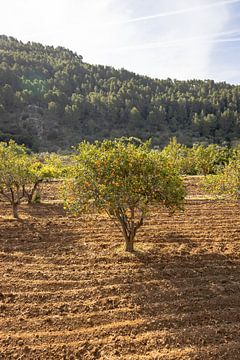 Oranger dans les Jardins d'Alfàbia, Mallorca | Photographie de voyage sur Kelsey van den Bosch