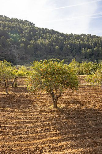 Sinaasappelboom in Jardins d'Alfàbia, Mallorca | Reisfotografie