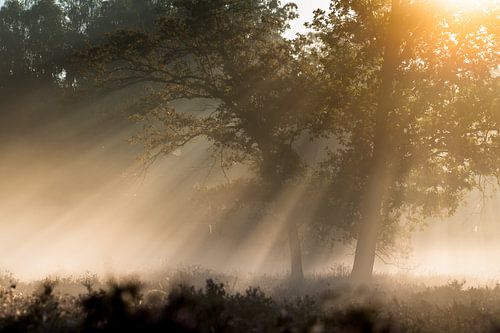 Matinée brumeuse sur Erwin Dijkshoorn