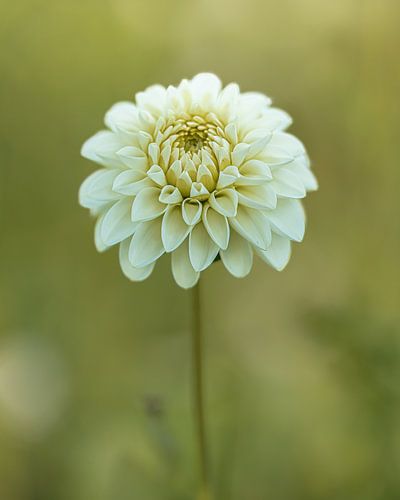 Dahlia van Liliane Jaspers