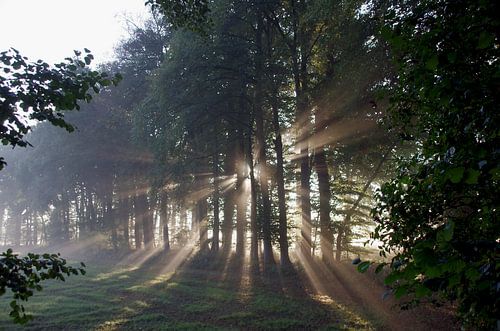 Zonnestralen schijnen door het bos