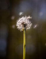 Paardebloem pluis, Dandelion