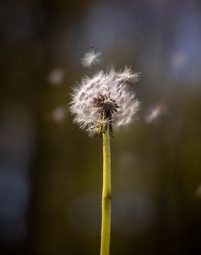 Dandelion fluff, Dandelion
