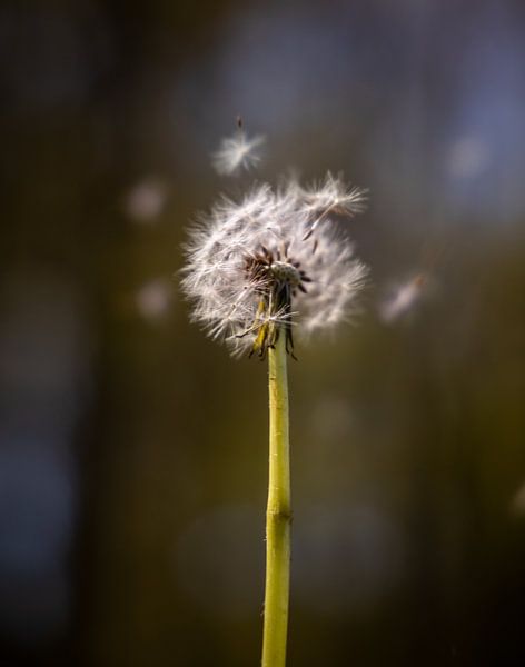 Dandelion fluff, Dandelion by Sonja van Poorten