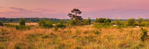 Panorama und Sonnenaufgang im Nationalpark Dwingelderveld