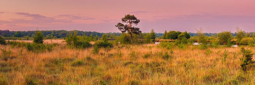 Panorama and sunrise in Dwingelderveld National Park by Henk Meijer Photography