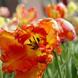 Tulpen in Amsterdam