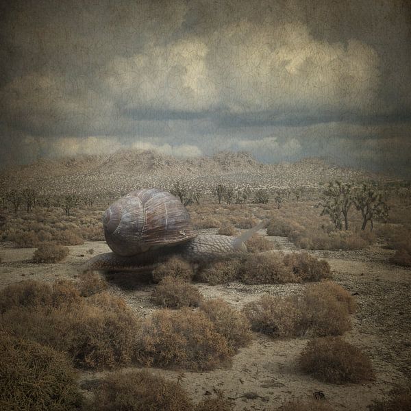 Snail in the desert by Gerben van Buiten