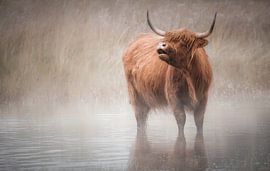 Schotse Hooglander van Karel Ton