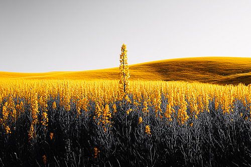 Gele bloemen en glooiende heuvels