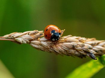 Lieve heers beestje op een tarwe tak