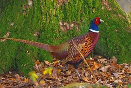 bosfazant by Petra De Jonge