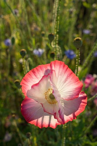 Klaproos bloesem in het zonlicht