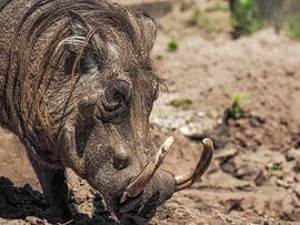 Warthog or Muteal boar : Safaripark Beekse Bergen by Loek Lobel