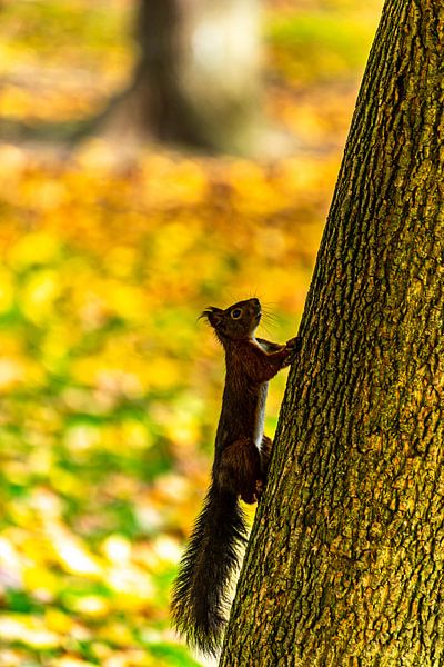 Squirrel by Dieter Walther