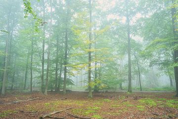 Forêt et brouillard 2 sur Björn van den Berg
