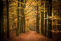 Herbstwald