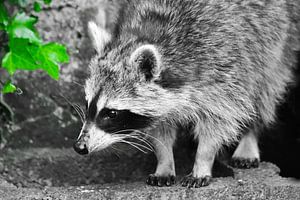Liebenswert: der Waschbär