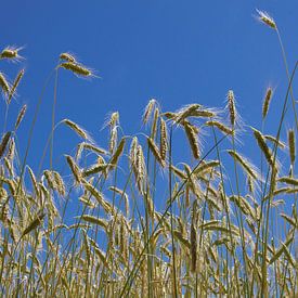 Champ de céréales avec des tiges et un ciel bleu sur Arthur Hooijer