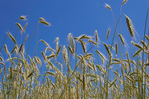 Graanveld met halmen en blauwe lucht