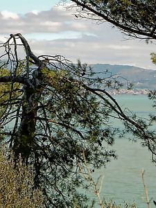 Seeblick zwischen zwei Bäumen