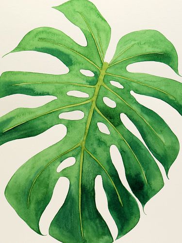 Philodendron monstera blad nr 1 van 3 (aquarel schilderij bloemen groen kamerplant natuur jungle)