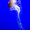 Jellyfish -3 by Scholtes Fotografie