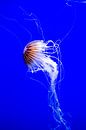 Jellyfish -3 by Scholtes Fotografie thumbnail